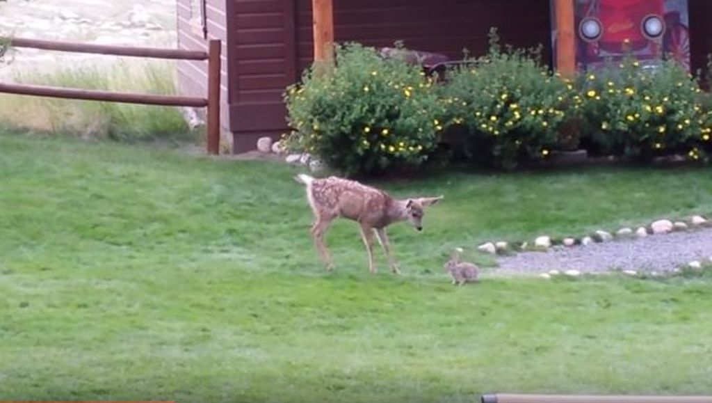 Rehkitz und Kaninchen auf Youtube: Genau wie Bambi und Klopfer