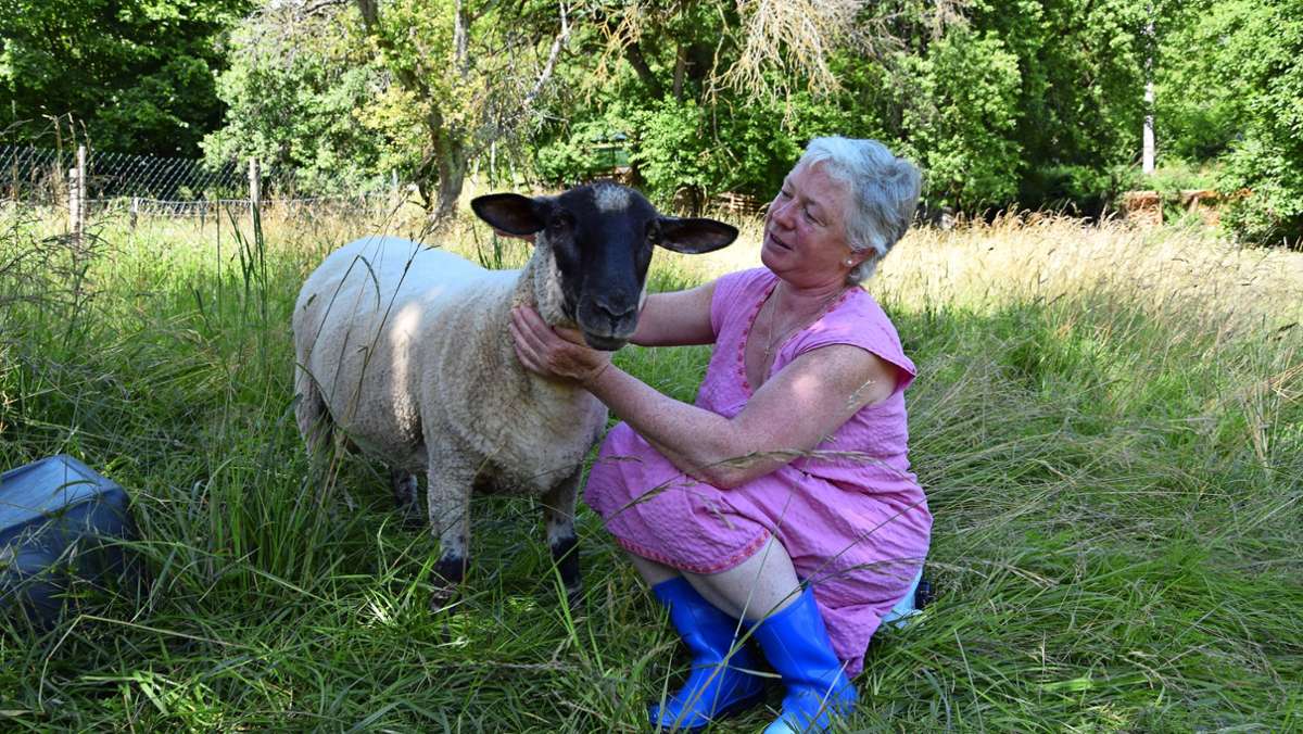 Schafe in S-Vaihingen: Sie mähen und lassen Insekten leben