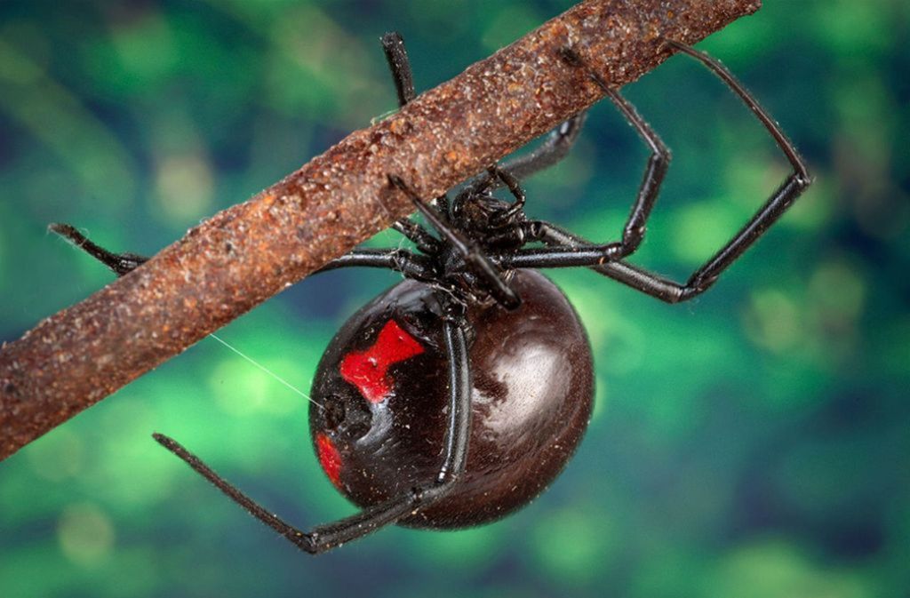 Südliche Schwarze Witwe: Die vier bis 15 Millimeter große Spinne ist in Nordamerika zuhause. Das starke Nervengift kann in schweren Fällen Schmerzen, Schwellungen und starke Krämpfe hervorrufen. Foto: Wikipedia commons/James Gathany