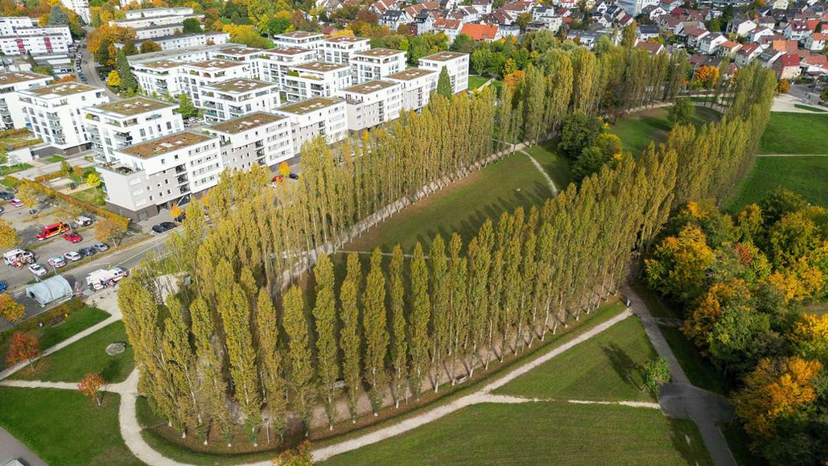 Park in Böblingen: Petition für die Aufwertung des Baumovals