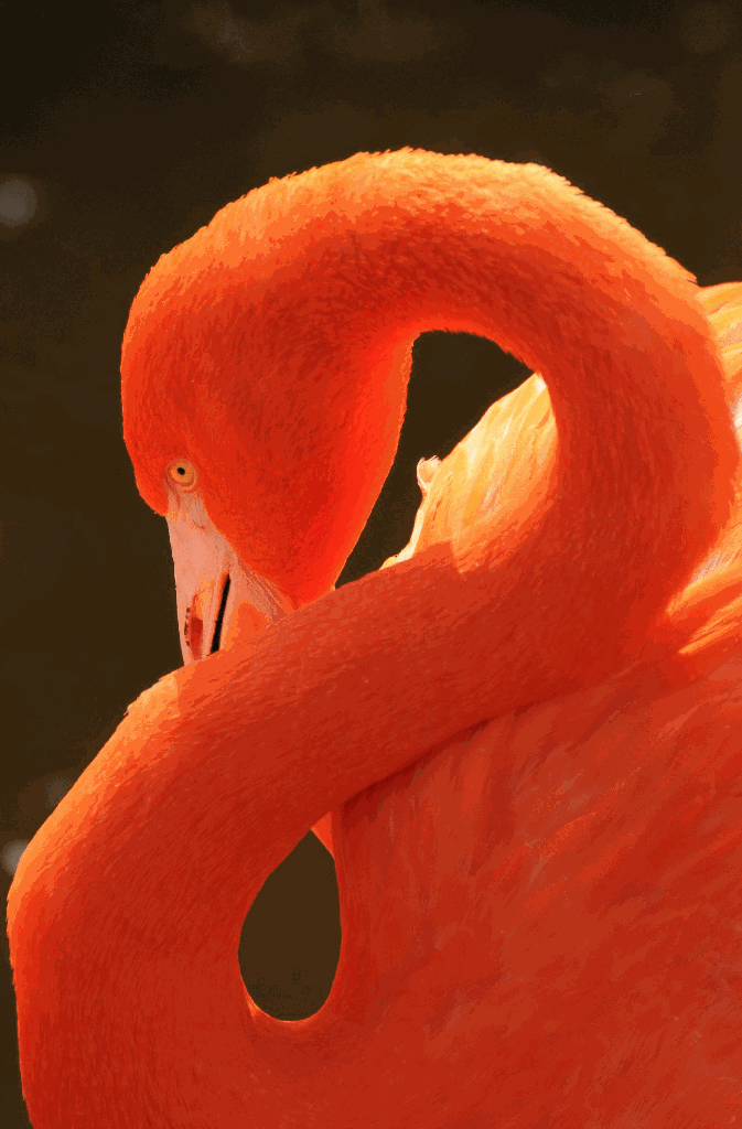 Ein Flamingo tankt Sonne