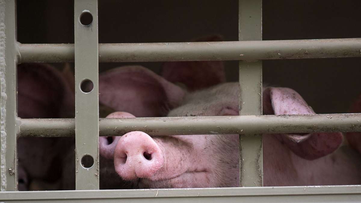 Europäische Union: Kommission will strengere Regeln für Tiertransporte
