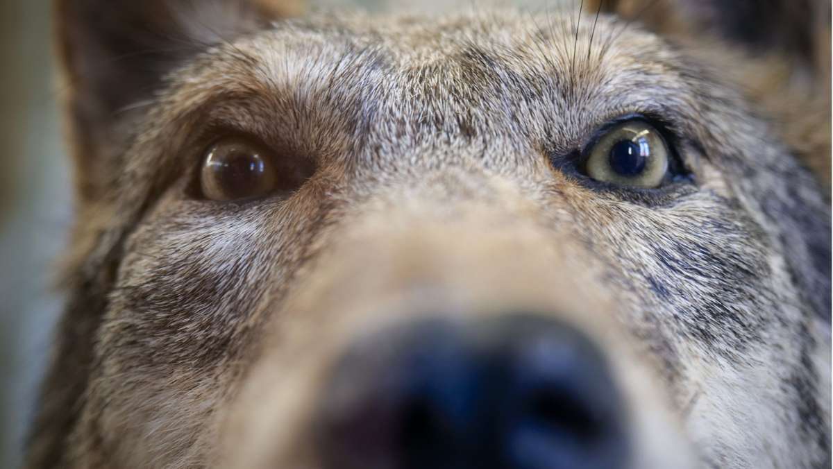  Im Heimatmuseum Münchingen steht der Urahn des Hundes im Mittelpunkt. Es waren die Welpen des Raubtieres, die ihren Anteil daran hatten. 
