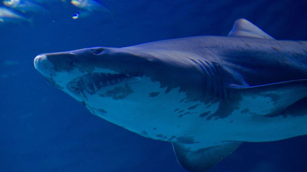 Angriff vor der australischen Küste: Hai beißt britischem Schnorchler  Fuß ab