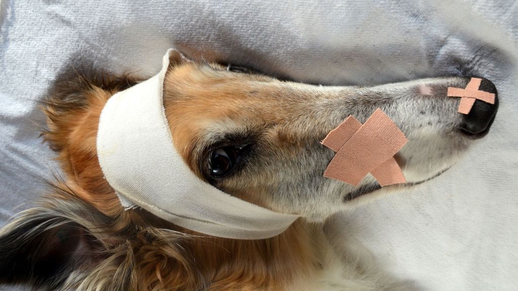 Erste Hilfe für Tiere: Mund-zu-Hund-Beatmung