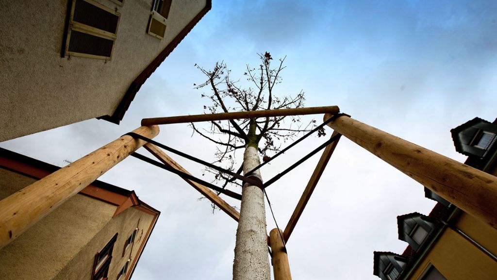 Heiße Sommer in Esslingen: Intensiver Kampf gegen das Baumsterben