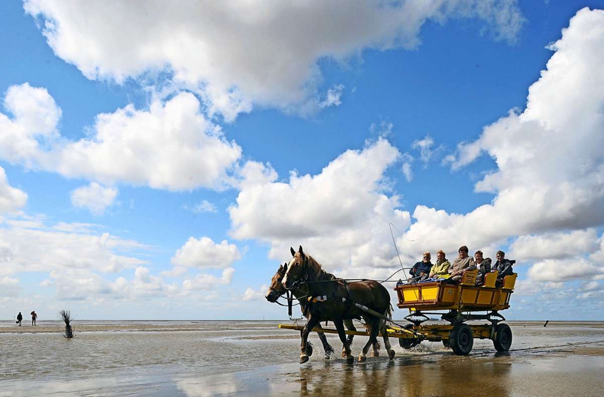 Ein Pferdewagen kehrt bei Niedrigwasser von einem Ausflug zur Nordseeinsel Neuwerk im Nationalpark Hamburgisches Wattenmeer zum Küstenbadeort Sahlenburg (Niedersachsen) zurück.