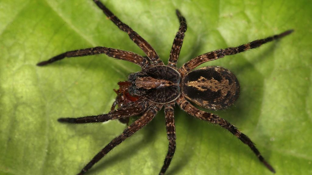 Angst vor Spinnen?: So kann man den Krabbeltieren aus dem Weg gehen