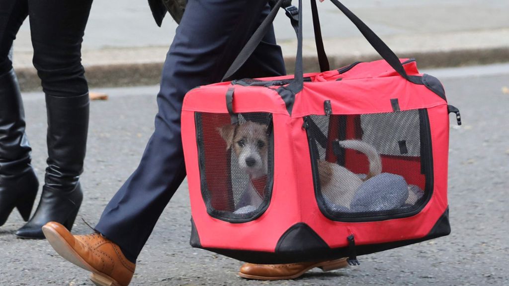 Boris Johnson adoptiert Hund: Terrierwelpe zieht in die Downing Street