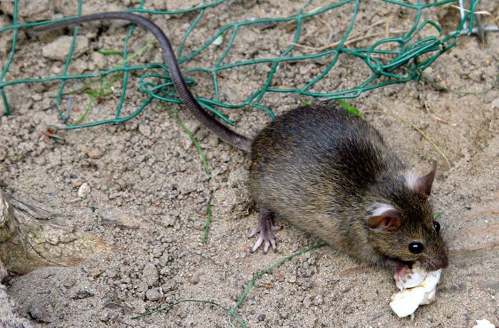 Gemeinden gründen Allianz gegen Ratten