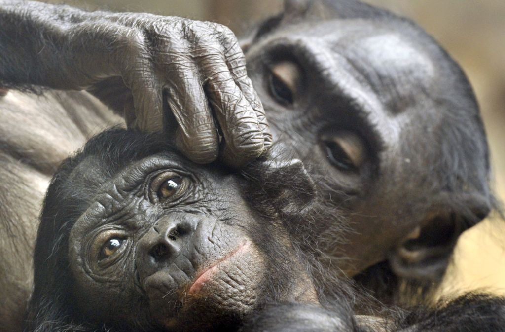 Bonobos: Laut IUCN sind Bonobos stark gefährdet. Die Menschenaffen leben vor allem im tropischen Regenwald der Demokratischen Republik Kongo; Bestand: 15 000 bis 20 000.