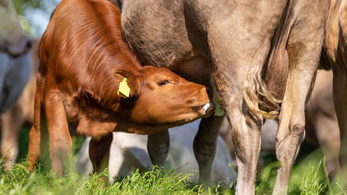 Tierschutz in Baden-Württemberg: Der lange Kampf gegen die Kälbertransporte