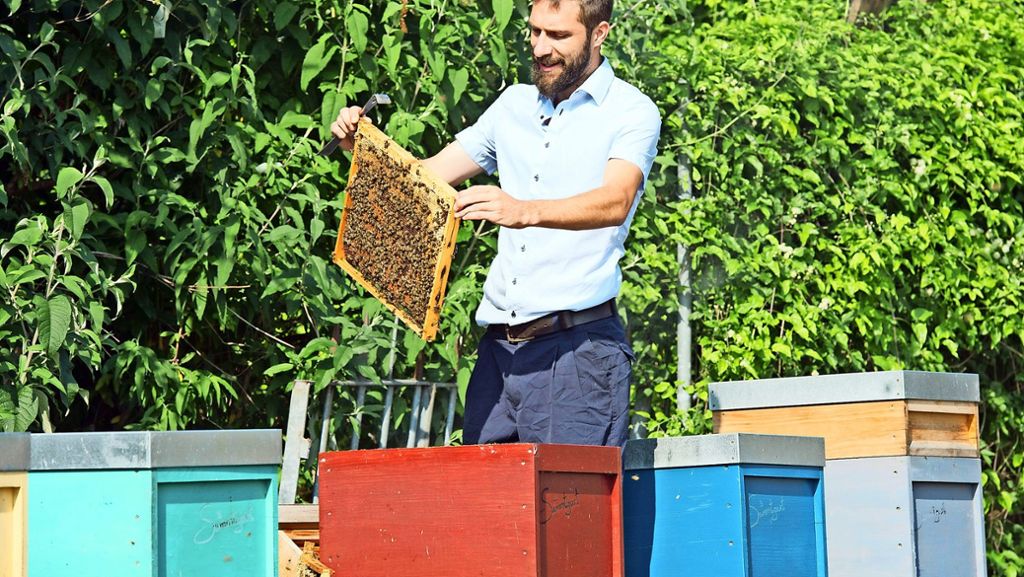 Bienenschutz: Warum Bienen für den Menschen wichtig sind