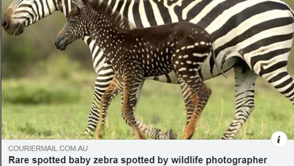  Ein gepunktetes Zebra-Junges ist der neue Star im Masai-Mara-Nationalpark in Kenia. Normalerweise haben afrikanische Steppenzebras ein schwarz-weißes Streifenmuster. Durch einen seltenen Gen-Defekt hat dieses Exemplar allerdings braunes Fell mit weißen Punkten. 
