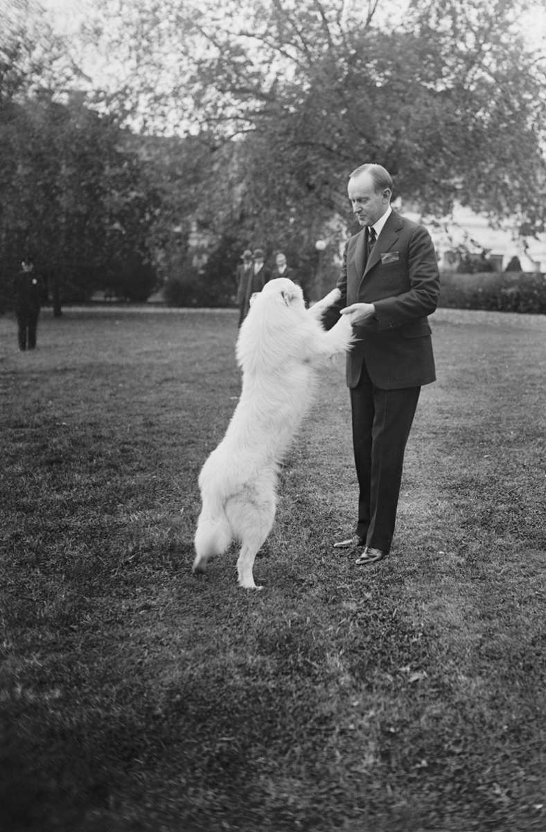 Calvin Coolidge war seinerzeit als so großer Tiernarr bekannt, dass praktisch jeder Streuner von Washington beim Weißen Haus abgegeben wurde. Die Coolidges hatten schließlich eine ganze Menagerie beisammen – am bekanntesten waren ihre umwerfenden weißen Collies.