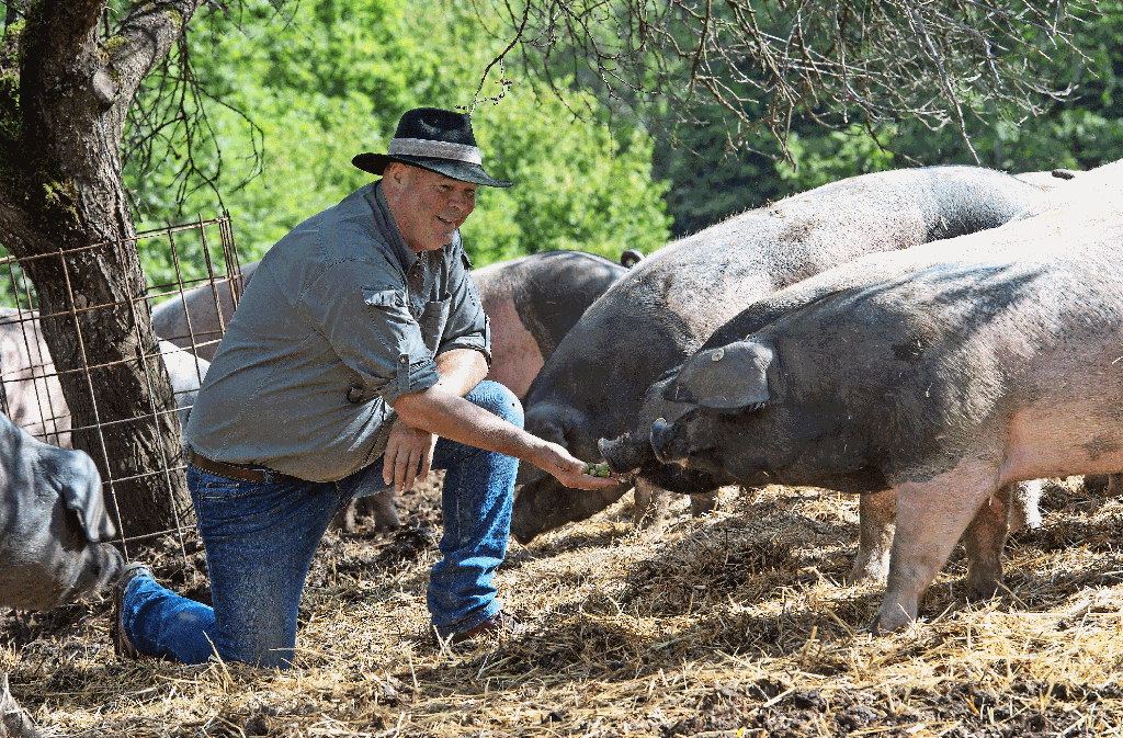 Rudolf Bühler hat Schwein: Seine Schwäbisch-Hällischen Landschweine stehen bei Genießern hoch im Kurs. Foto: Helge Bendl