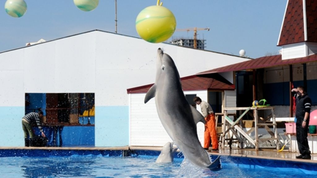 Laut Medienbericht: Russen wollen Kampfdelfine ausbilden