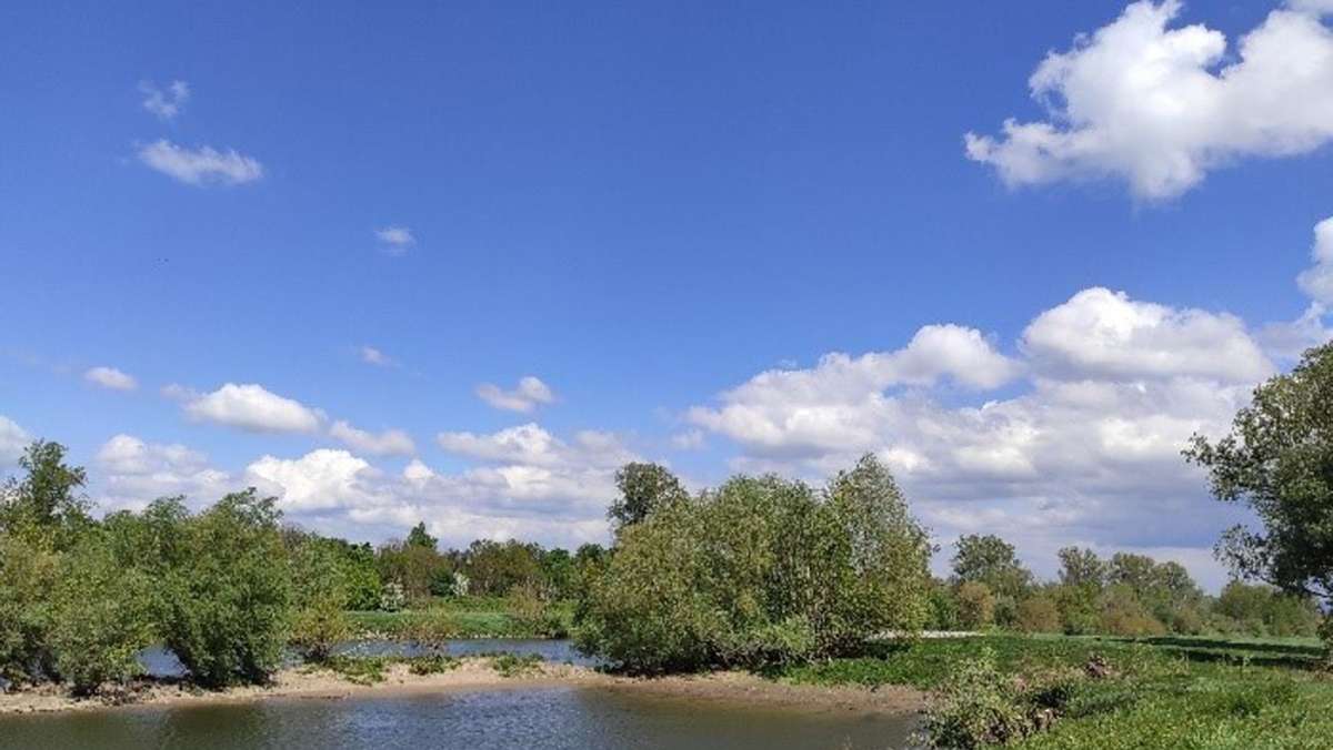 Buga 23 in Mannheim: Der Neckar wird für die Bundesgartenschau wieder belebt
