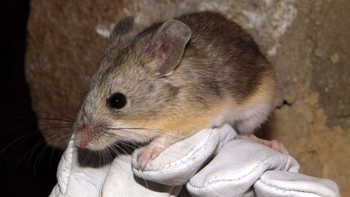 Extreme aus dem Tierreich: Eine Maus als  Himmelsstürmer