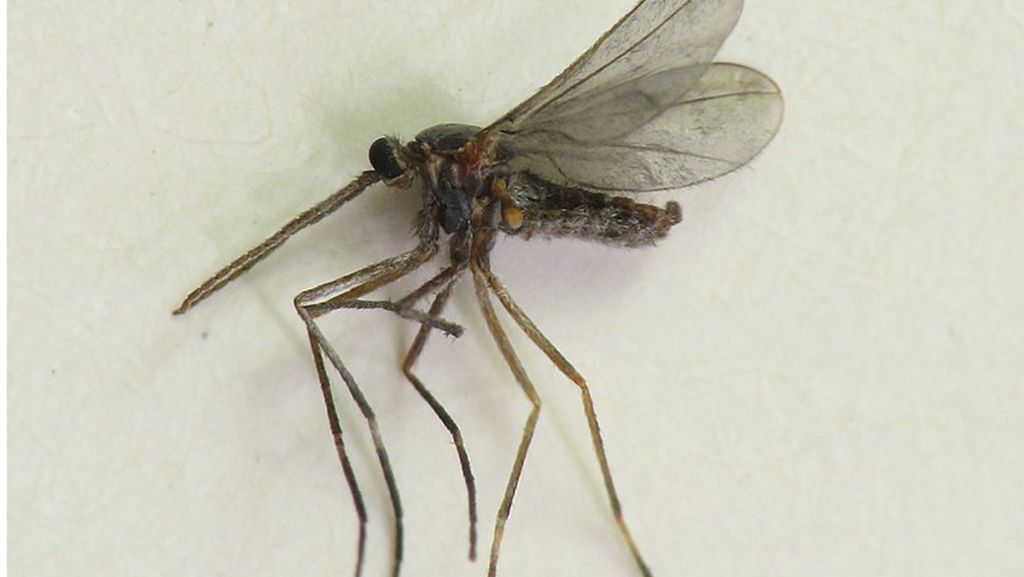 Kurioses aus dem Tierreich: Mückenlarven  können große Sprünge machen