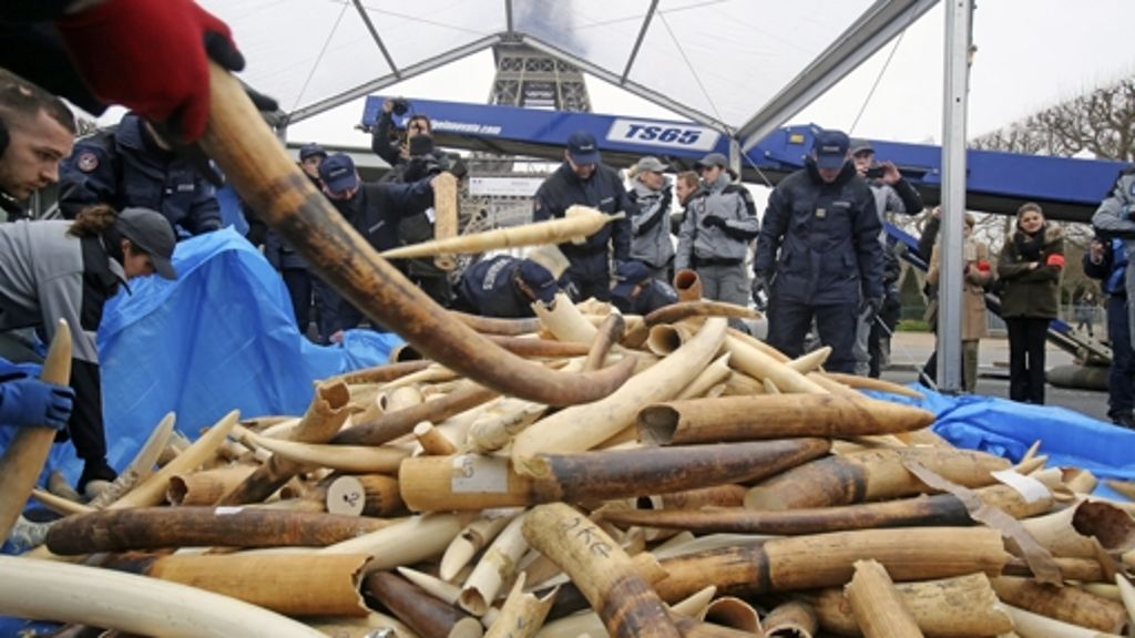 Frankreich kämpft gegen Wilderer: Elfenbein schreddern unterm Eiffelturm