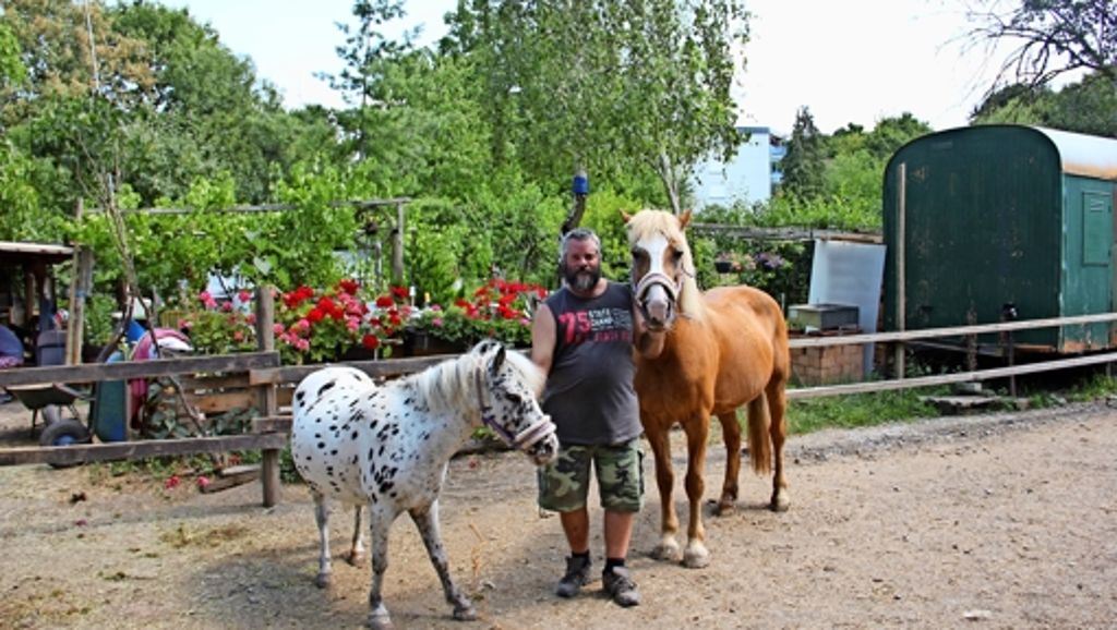 Gartenpächter: Neues Zuhause für die Ponys gesucht