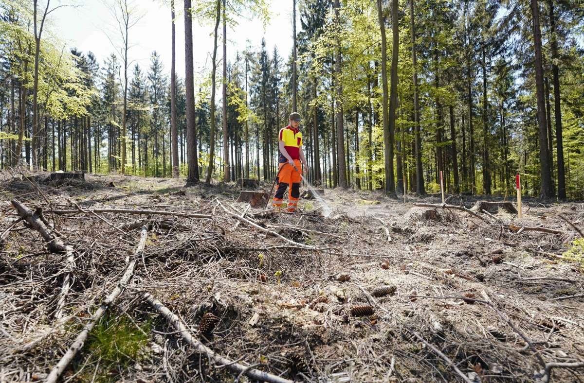 Ein Mitarbeiter vom Forstamt Heidelberg bewässert junge Bäume auf einer Waldlichtung.