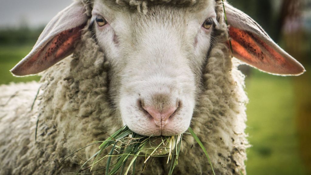 Berliner Tierpark: Trächtiges Schaf gestohlen und geschlachtet