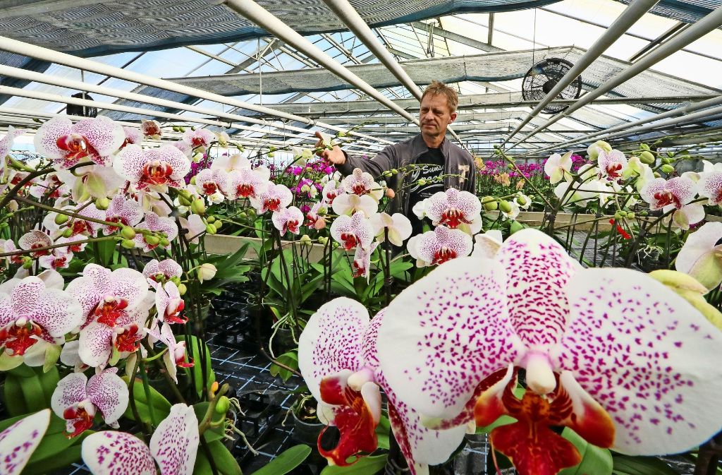 Werner Metzger zieht Orchideen groß. Foto: factum/Granville