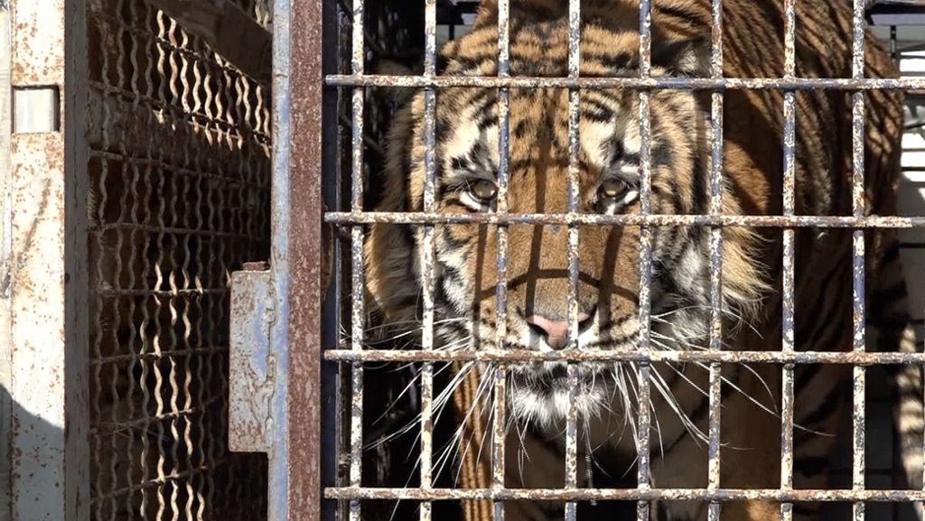 Grenze zu Weißrussland: Völlig ausgehungerte Tiger in Tiertransporter entdeckt
