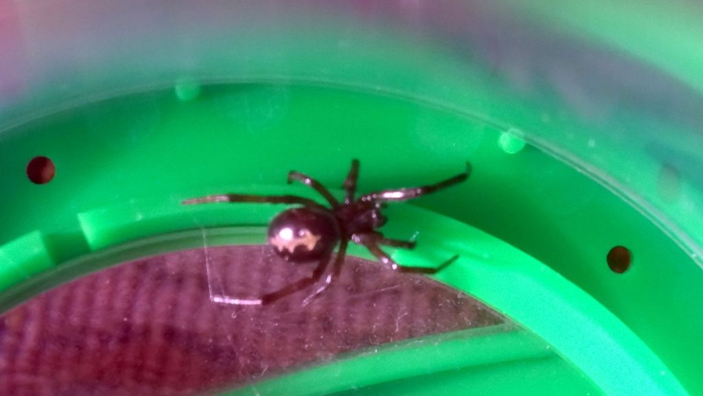 Mannheim: Gift-Spinne entpuppt sich als harmlos