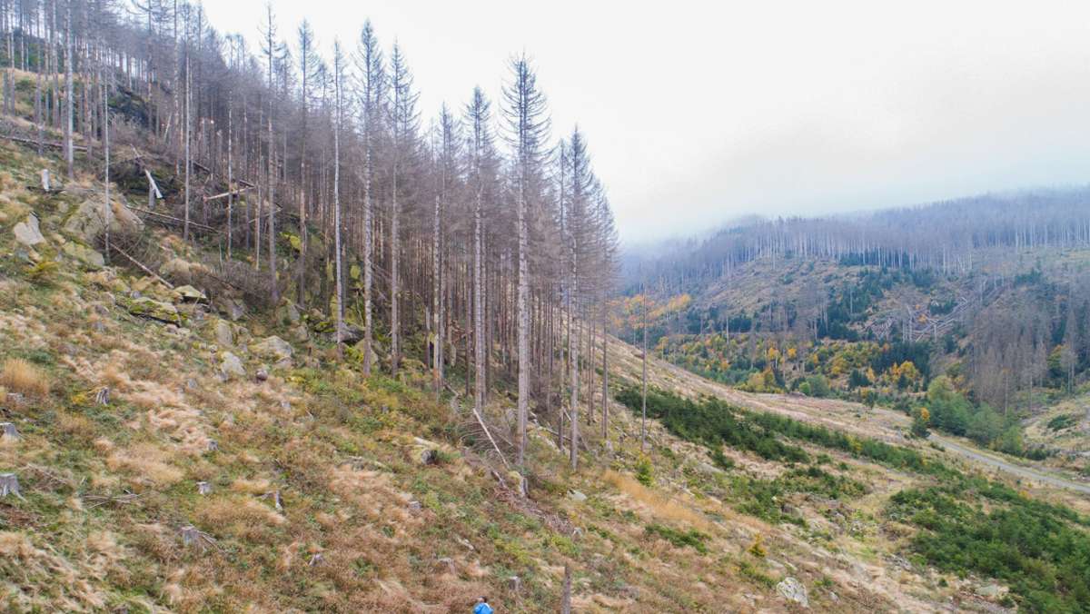 Klimakonferenz in Glasgow: 100 Staaten wollen Entwaldung stoppen