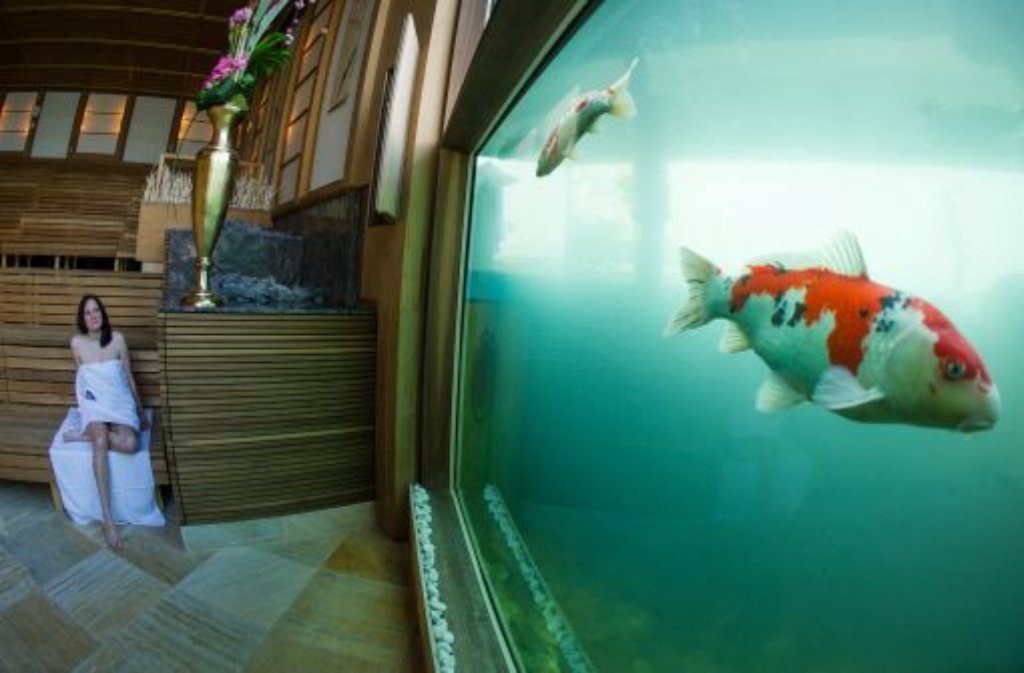 Sauna karlsruhe erfahrungen aquarium Aquarium Sauna