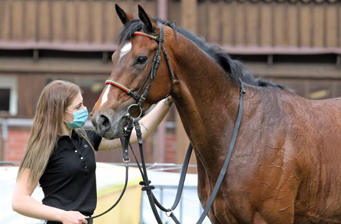Herpes-Virus bei Pferden: So schützen Reitställe in der Region Stuttgart  ihre Tiere