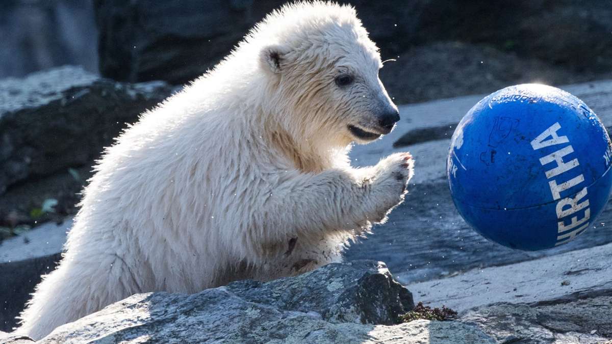 Schock im Berliner Tierpark: Eltern von Eisbärin Hertha sind Geschwister