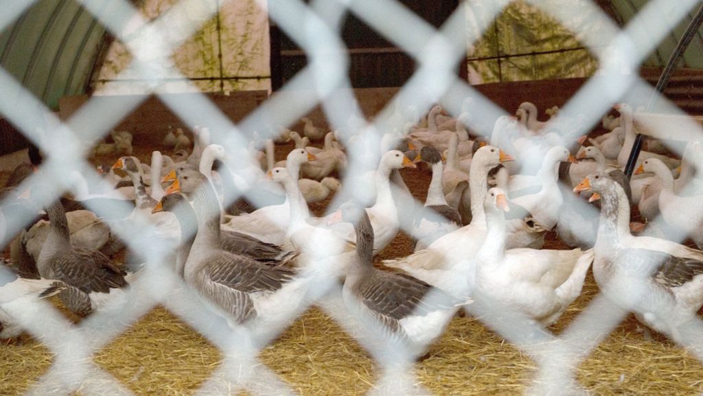 Vogelgrippe im Südwesten: So heftig war der Ausbruch noch nie