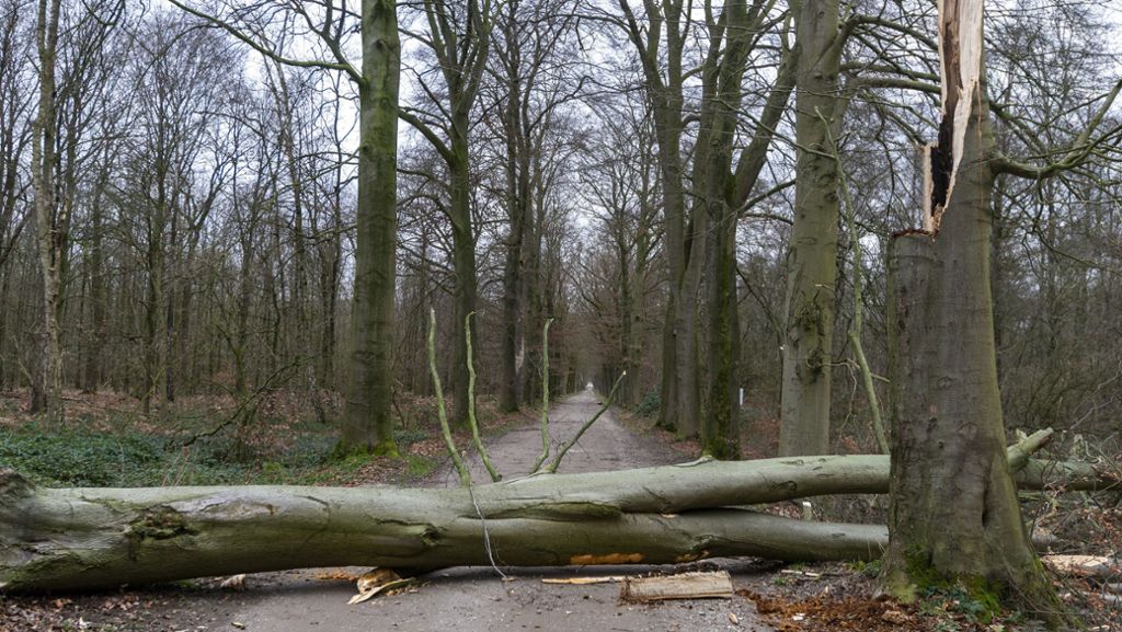 Nach Sturmtief Sabine: Warnung vor Waldspaziergängen im Kreis Esslingen