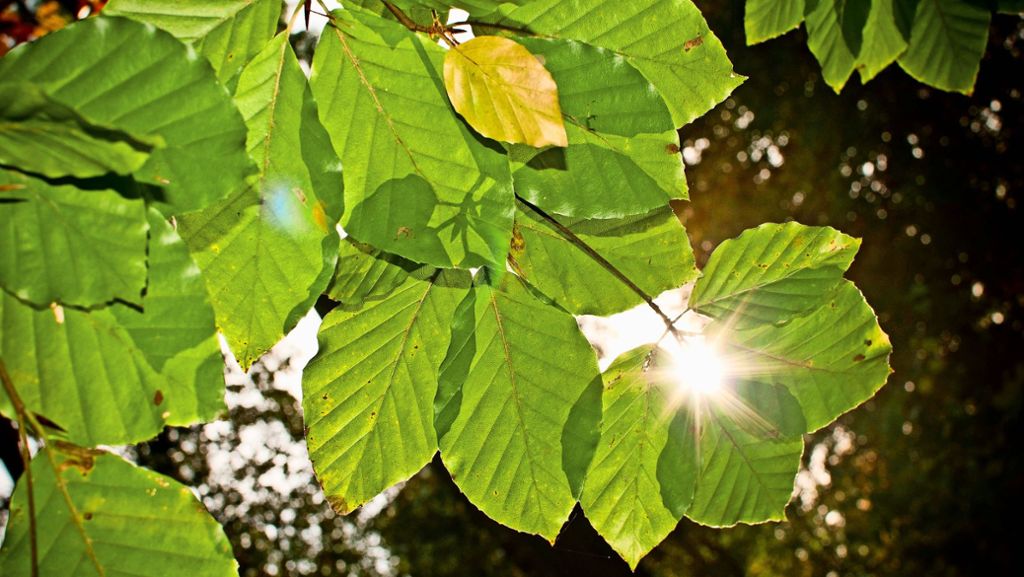 Geheimnisse des Waldes: Die wohl beste Klimaanlage der Welt