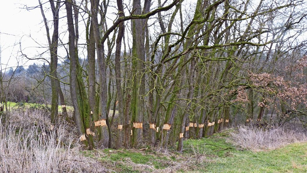 Naturschutz in Stuttgart-Mühlhausen: Geschützte Robinien beschädigt