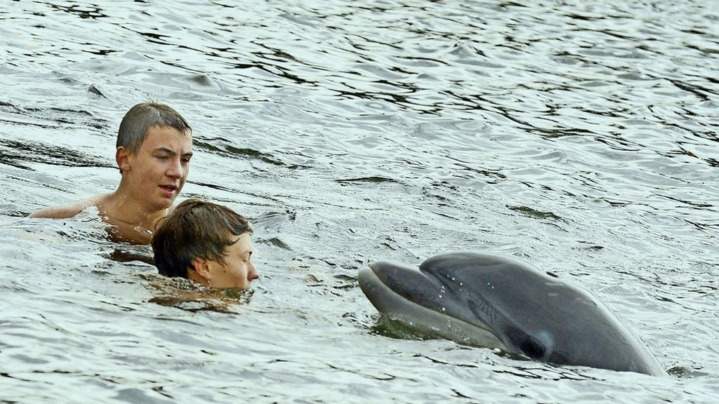 Delfine in der Ostsee: Verstärkung für Selfie und Delfie