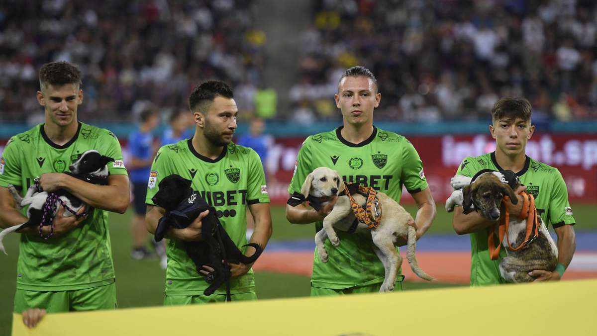  Um für die Adoption von Straßenhunden zu werben, hat sich der rumänische Fußballverband eine ganz besondere – und sehr süße – Aktion einfallen lassen. 