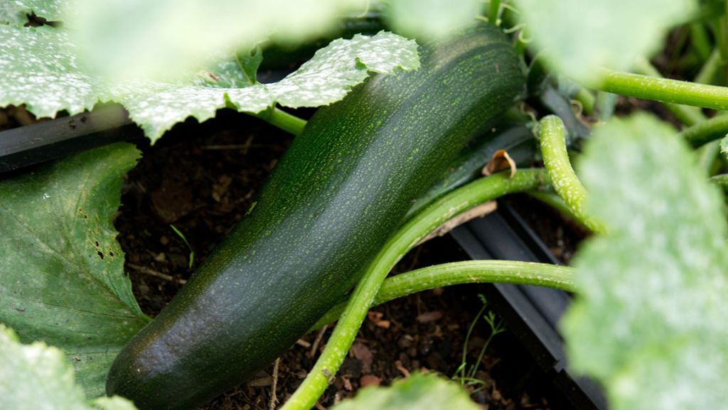 Lebensbedrohliche Inhaltsstoffe: Mann im Südwesten vergiftet sich an Zucchini – Ministerium warnt