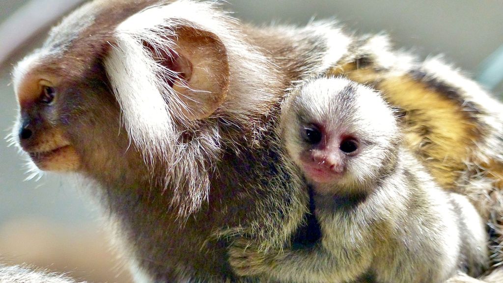 Wie Tiere schenken: Auch Affen und Vögel machen selbstlose Geschenke