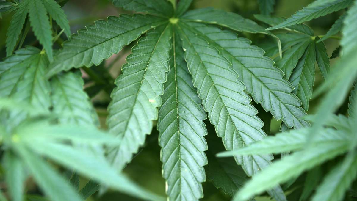 Apotheken auf den Fildern: Cannabis ist für manchen Neuland