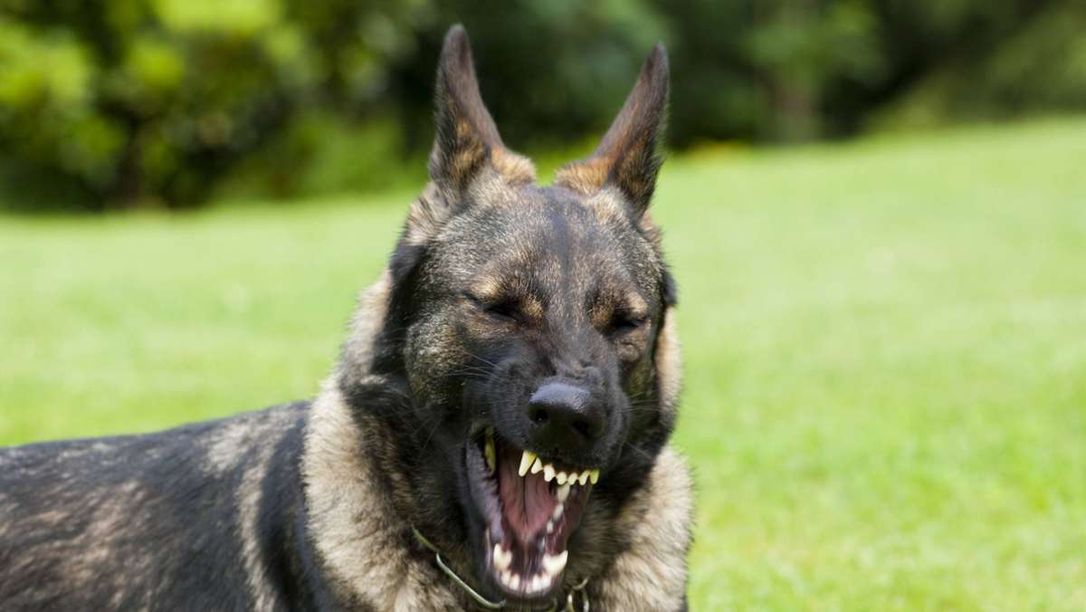 Rhein-Neckar-Kreis: Schäferhund greift Joggerin an – Polizei erschießt Hund