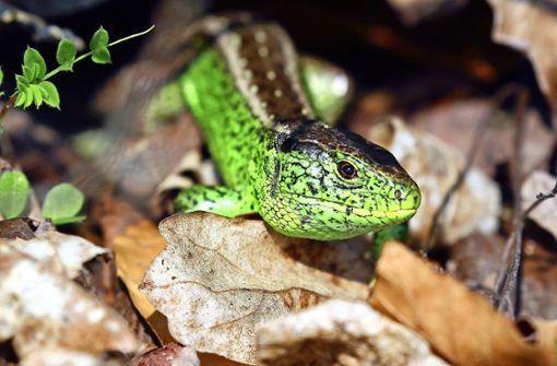 In der Paarungszeit leuchten die männlichen Zauneidechsen besonders smaragdgrün. Foto: Michael Eick