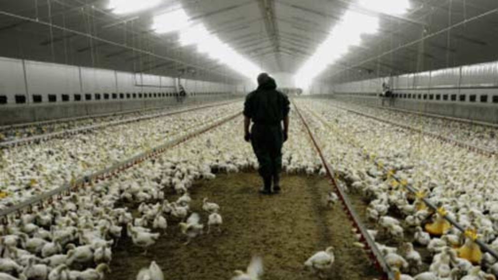 Massentierhaltung: Hühnertod im Akkord