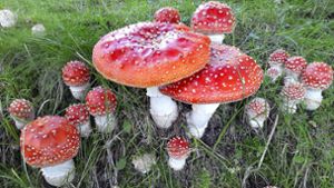 Wunderbare Welt der Pilze