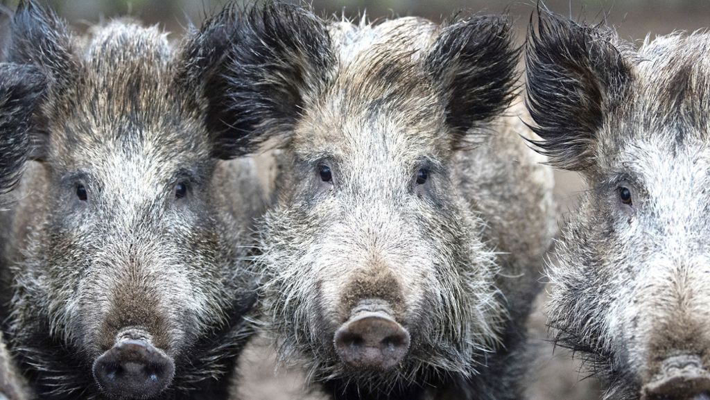  Behörden haben nahe der polnischen Grenze zu Deutschland einen zweiten Nachweis der Afrikanischen Schweinepest gemeldet. Der Erreger sei bei einem toten Wildschwein nachgewiesen worden. 