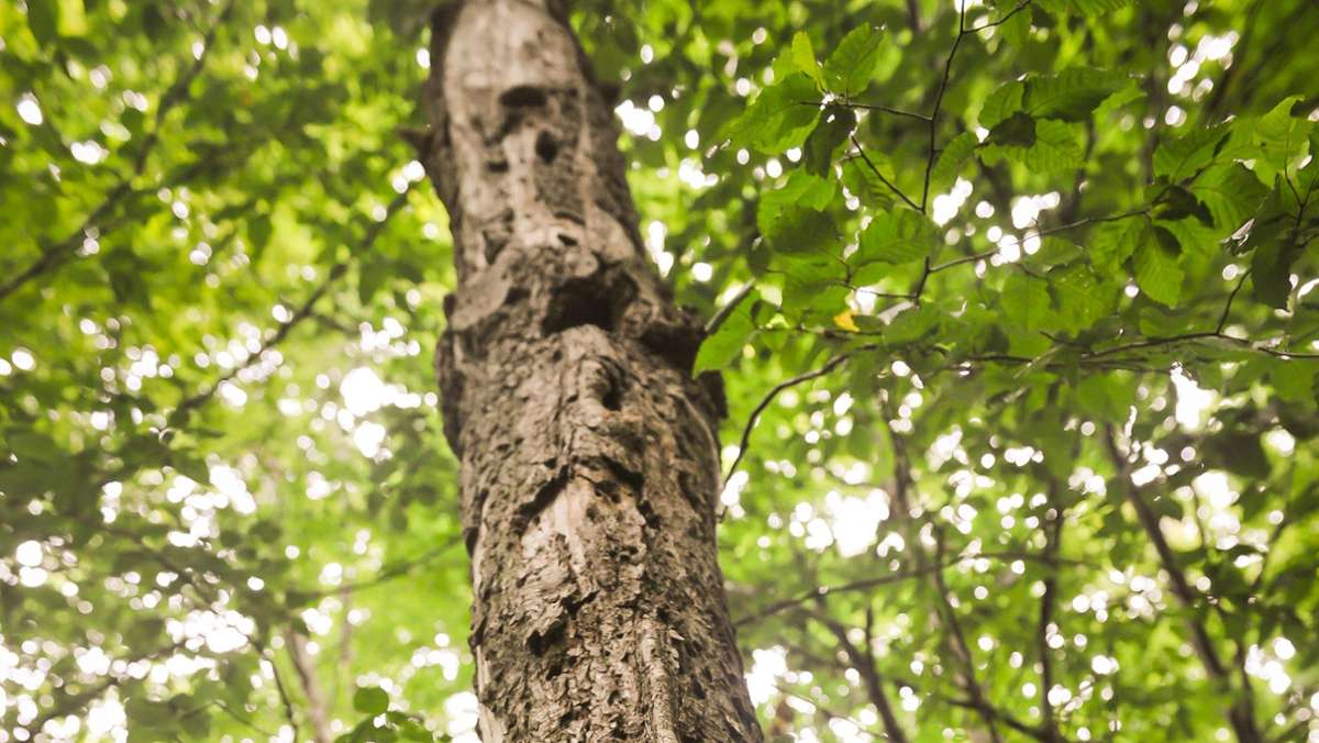 Natur in Ludwigsburg: Alte Bäume stehen bald unter Schutz